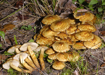Pinselschüppling (Pholiota jahnii ) - © Heinz Prelicz
